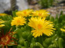 Delosperma nubigenum