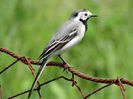 DSC00547