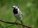 DSC00555