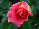DSCN6597