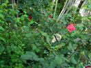 DSCN6600