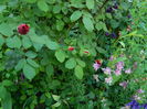 DSCN6602