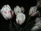 Tulipa Happy Generation (2015, April 27)