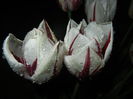 Tulipa Happy Generation (2015, April 27)