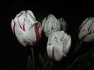 Tulipa Happy Generation (2015, April 27)