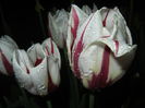 Tulipa Happy Generation (2015, April 27)