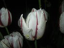 Tulipa Happy Generation (2015, April 27)