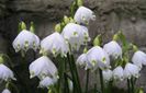 Leucojum Aestivum-