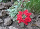 Verbina