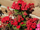 DSC00460