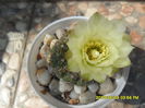 SAM_9354