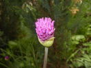 Allium Purple Sensation (2015, April 30)