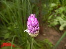 Allium Purple Sensation (2015, April 30)