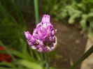 Allium Purple Sensation (2015, April 30)