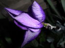 SAM_4900