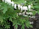 DICENTRA
