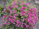 Phlox Sabulata