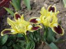 136 Iris pumila pitic - (galben cu visiniu)