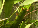 DSCN6357