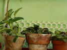 DSCN6394