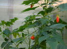 DSCN6396