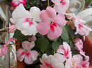 DSCN5631