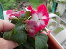 DSCN5633
