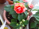 DSCN5652