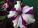DSCN5669
