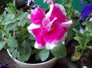 DSCN5673