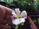 DSCN5682