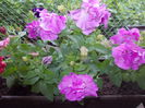 DSCN5685