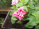 DSCN5687