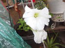 DSCN5691