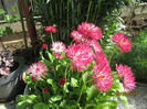 Bellis