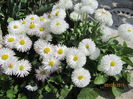 Bellis