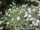 Cerastium