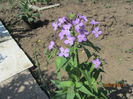 Hesperis matronalis