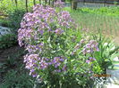 Hesperis matronalis