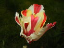 Tulipa Flaming Parrot (2015, April 30)