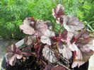 Heuchera