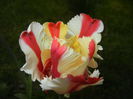 Tulipa Flaming Parrot (2015, April 30)