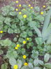 ranunculus
