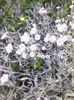 cerastium