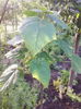 paulownia