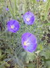 in peren
