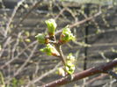 Spring Buds (2015, April 03)