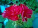 Fotogr.2195