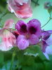 Fotogr.2204