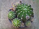Echinopsis oxigona - 15lei